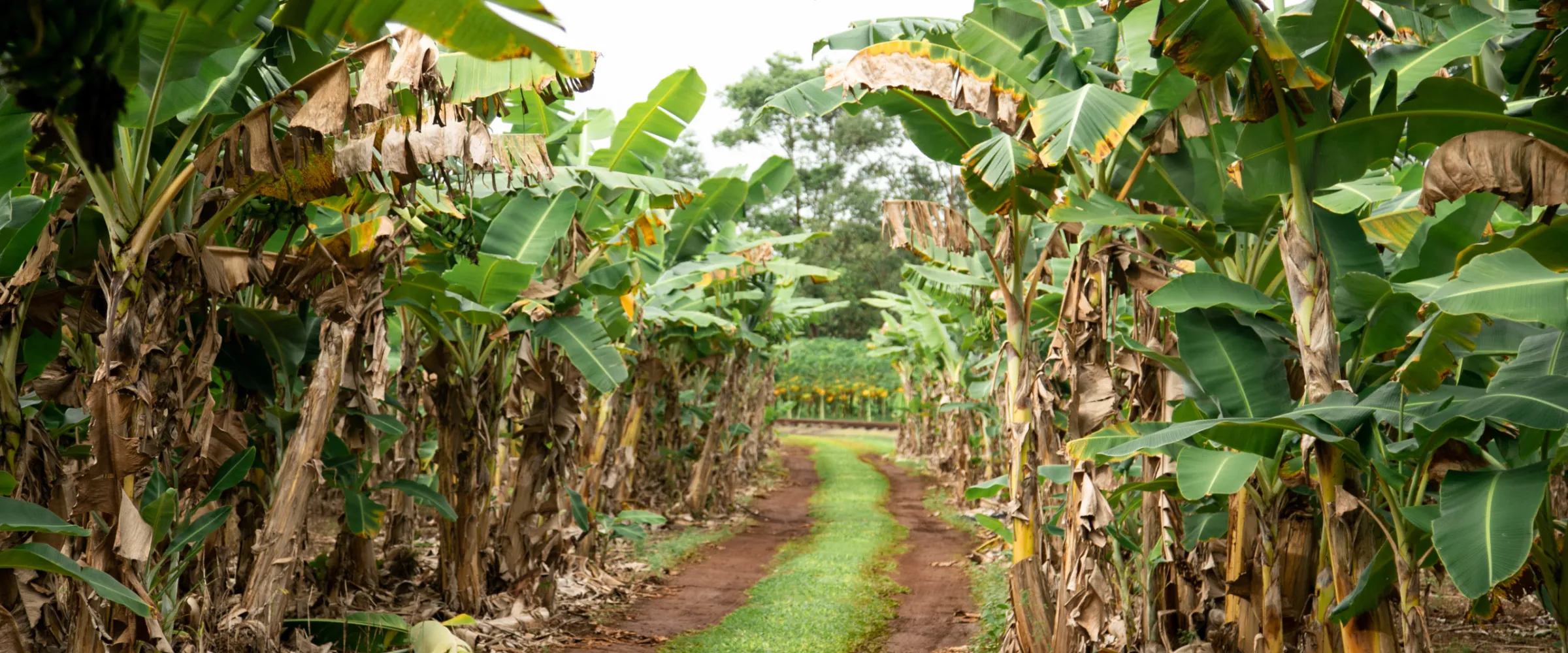 2M8A2351 a large tree in a forest