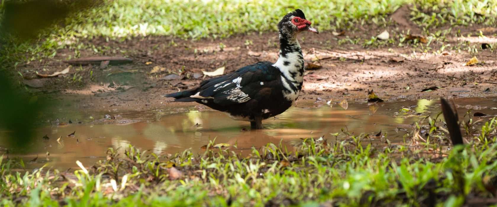 2M8A9337 a bird sitting on top of a dirt field