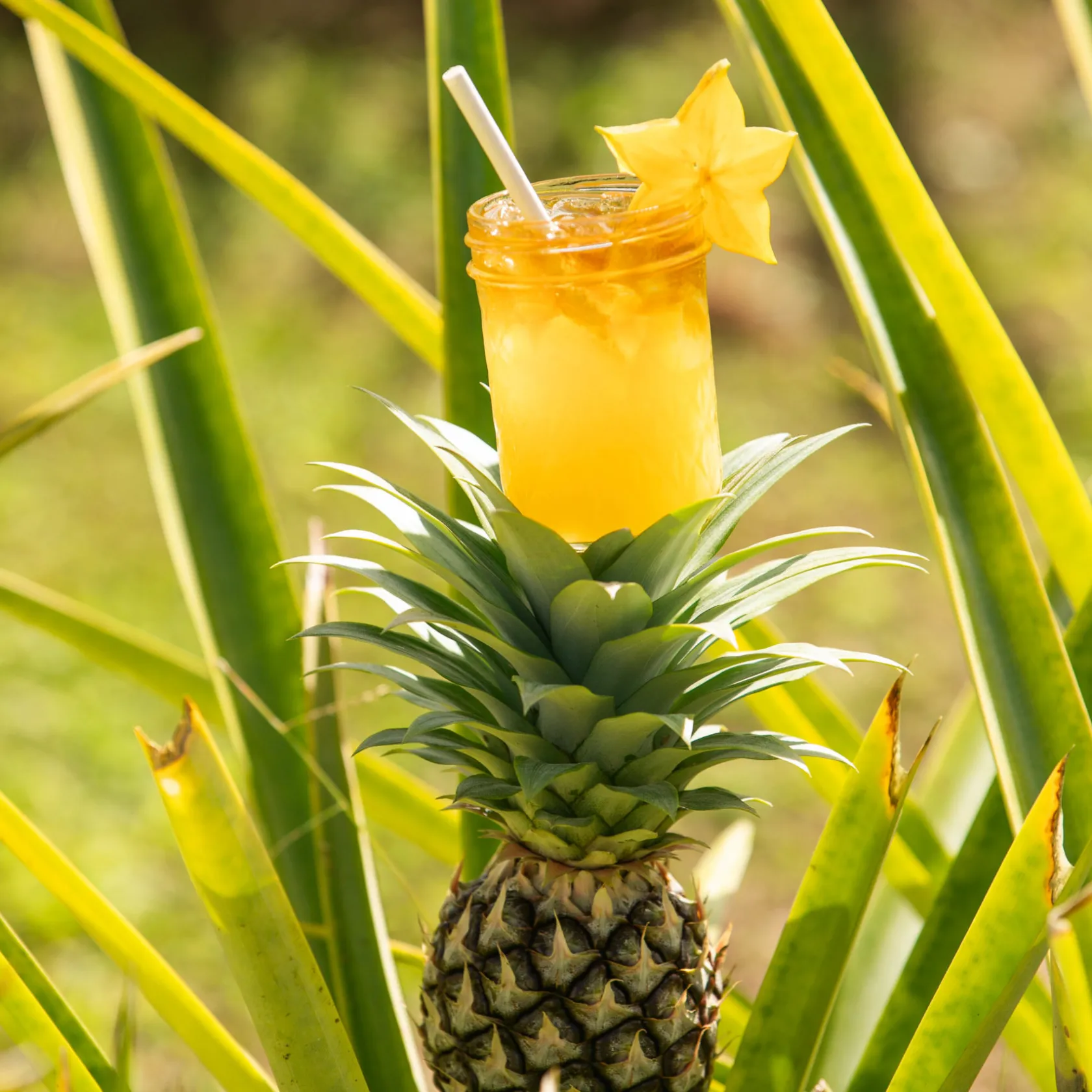 a pineapple on a plant