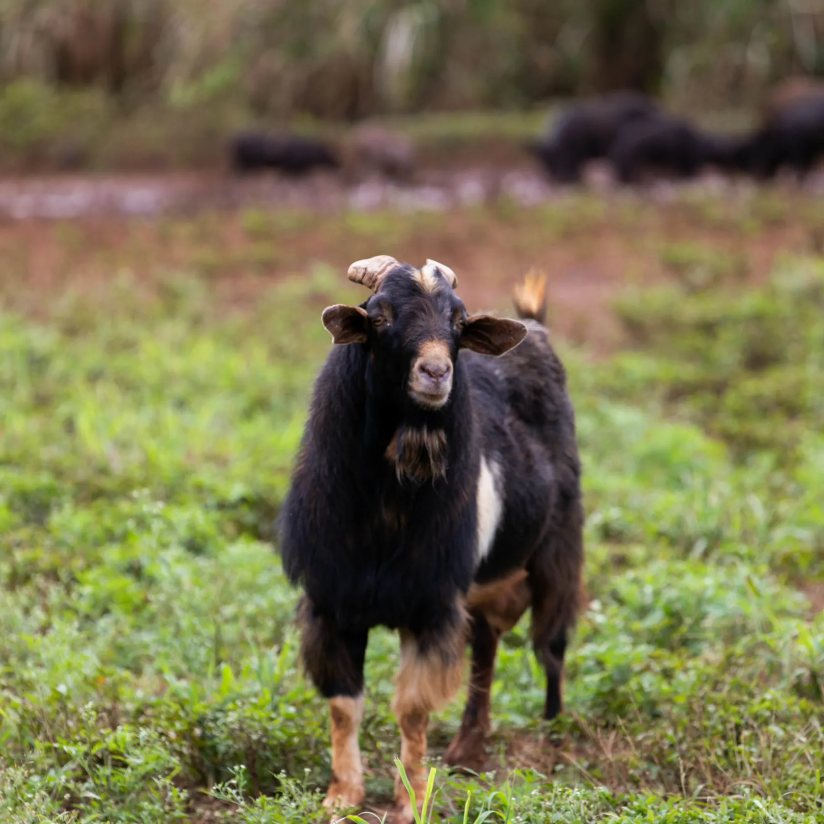 a cow standing in a grassy field